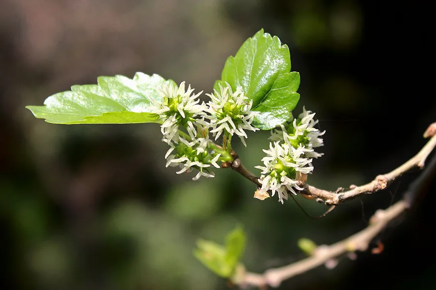 Mulberry — Flower