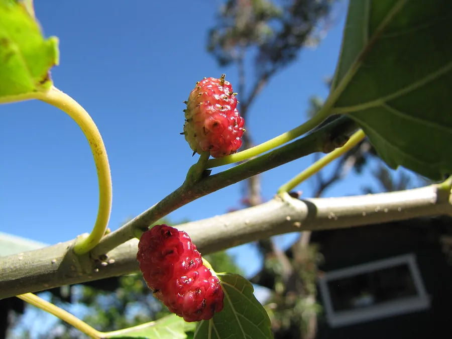 Mulberry — Fruit / seed