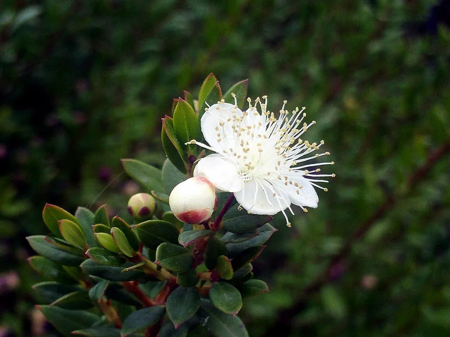 Myrtle — Flower