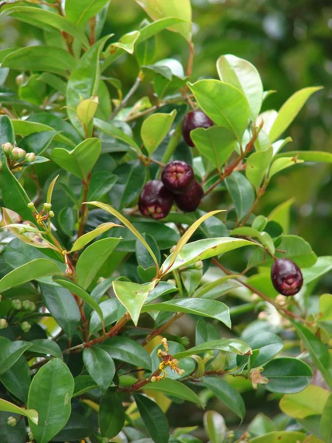 Myrtle — Fruit / seed