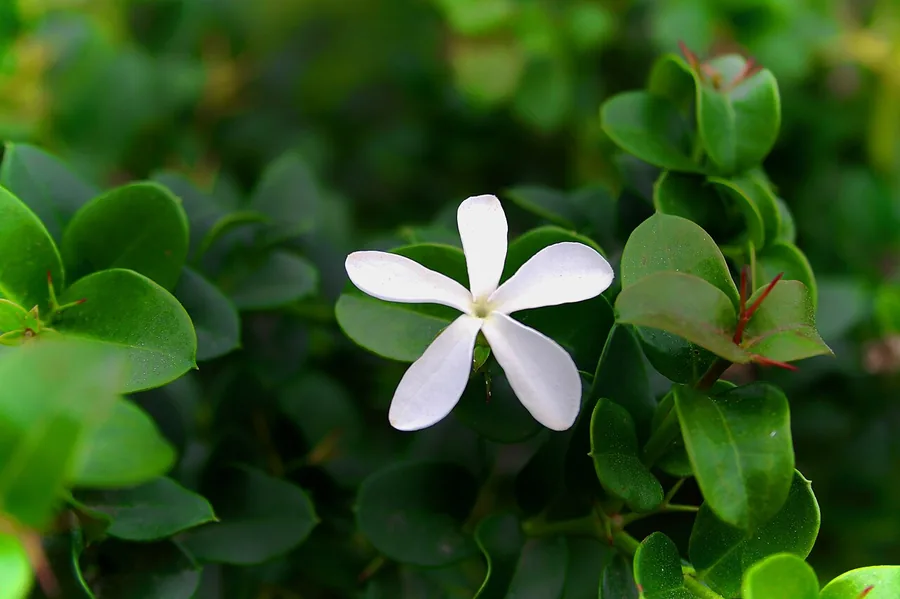 Natal Plum — Flower