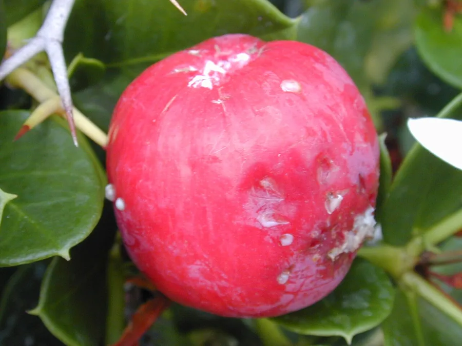 Natal Plum — Fruit / seed