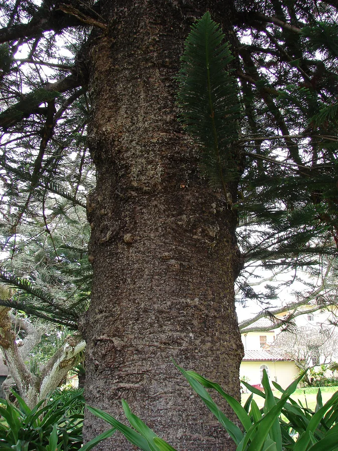 Norfolk Island Pine — Bark & trunk