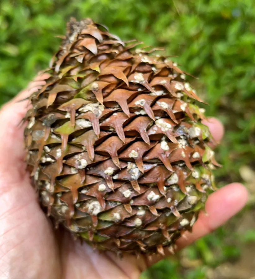 Norfolk Island Pine — Cone
