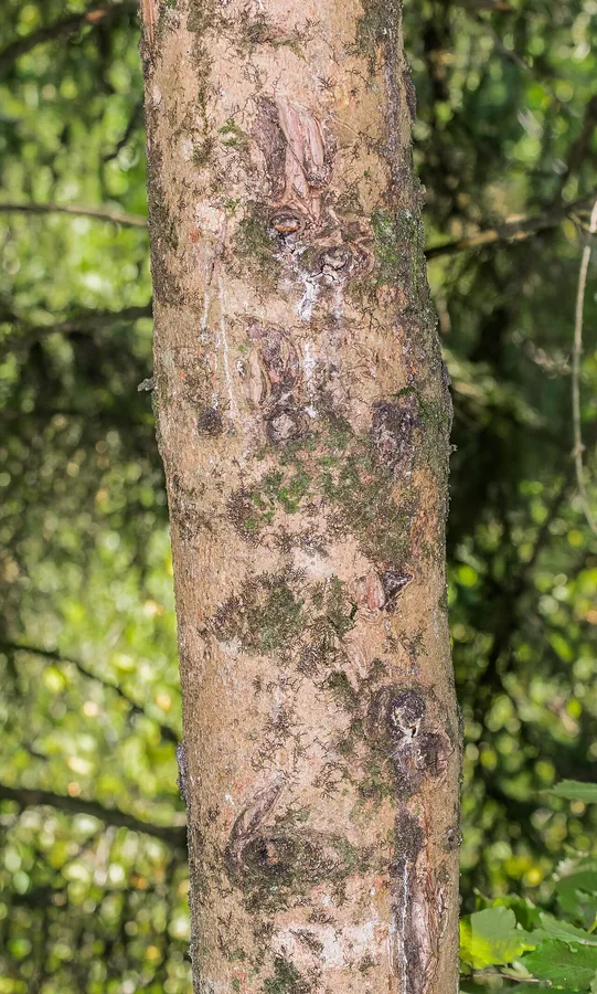 Norway Spruce — Bark & trunk