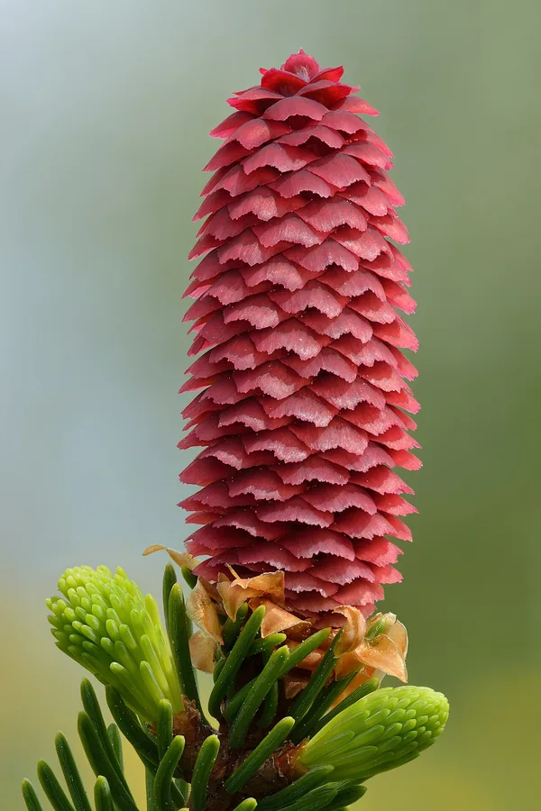 Norway Spruce — Cone