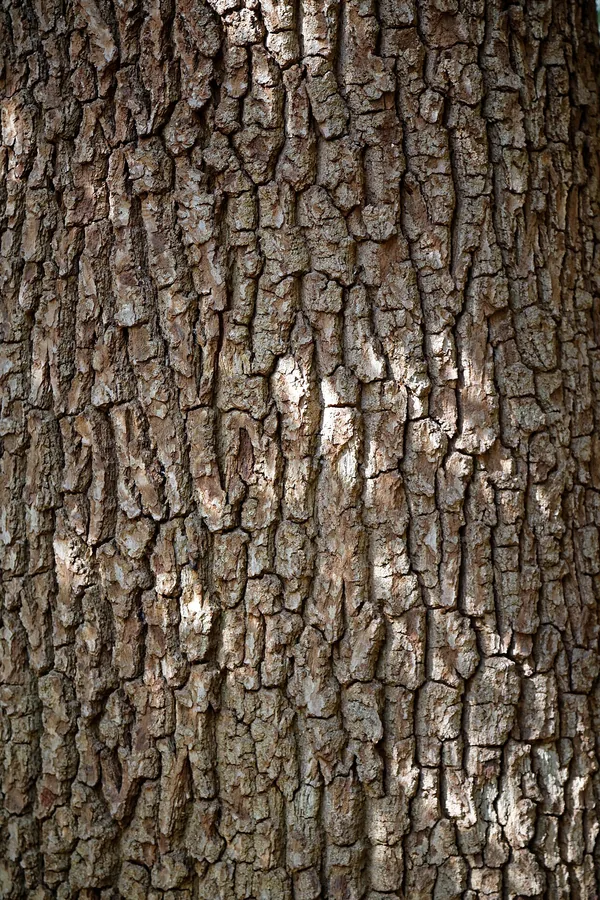 Oak — Bark & trunk