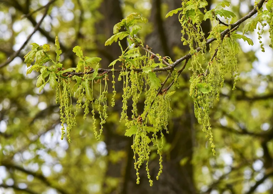Oak — Flower