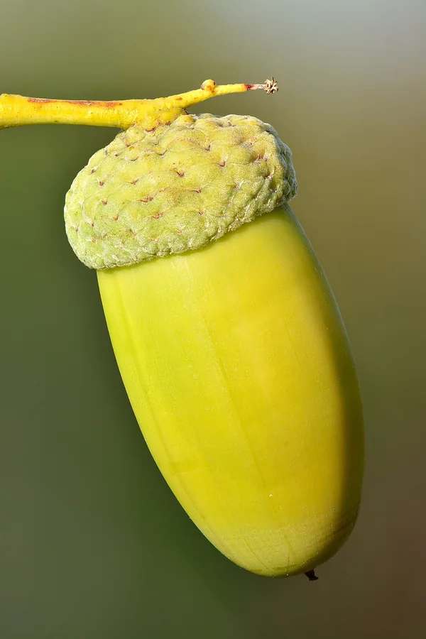 Oak — Fruit / seed