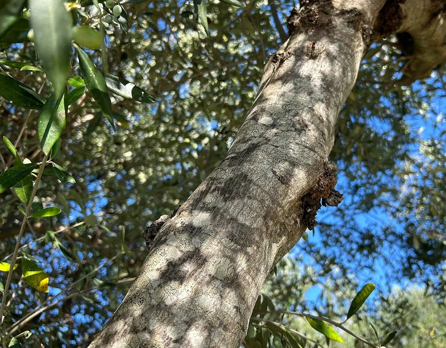 Olive — Bark & trunk