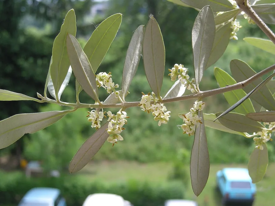 Olive — Flower