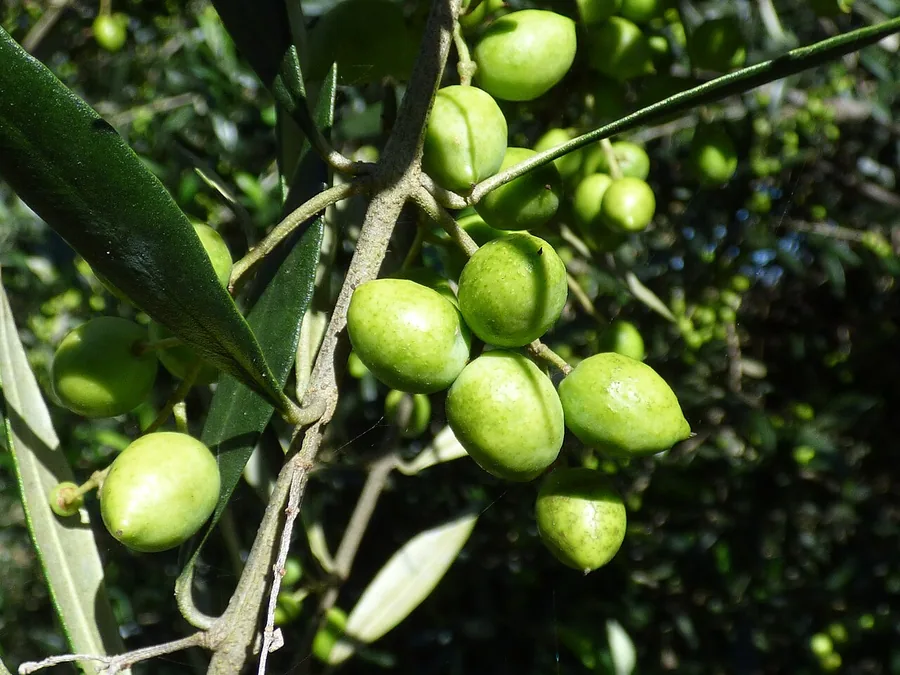 Olive — Fruit / seed