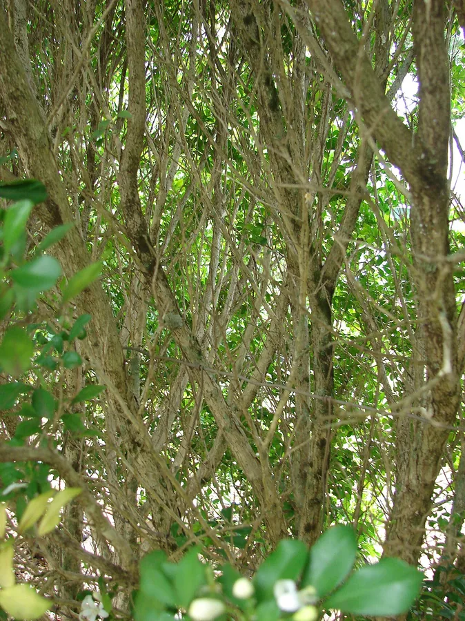 Orange Jasmine — Bark & trunk