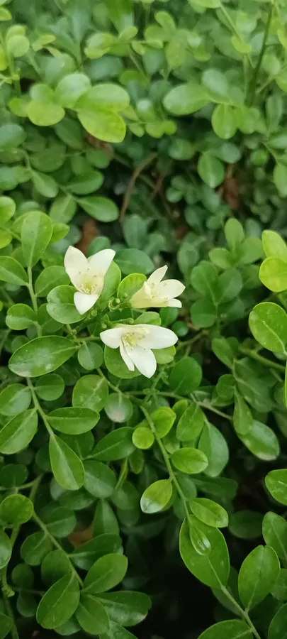 Orange Jasmine — Flower
