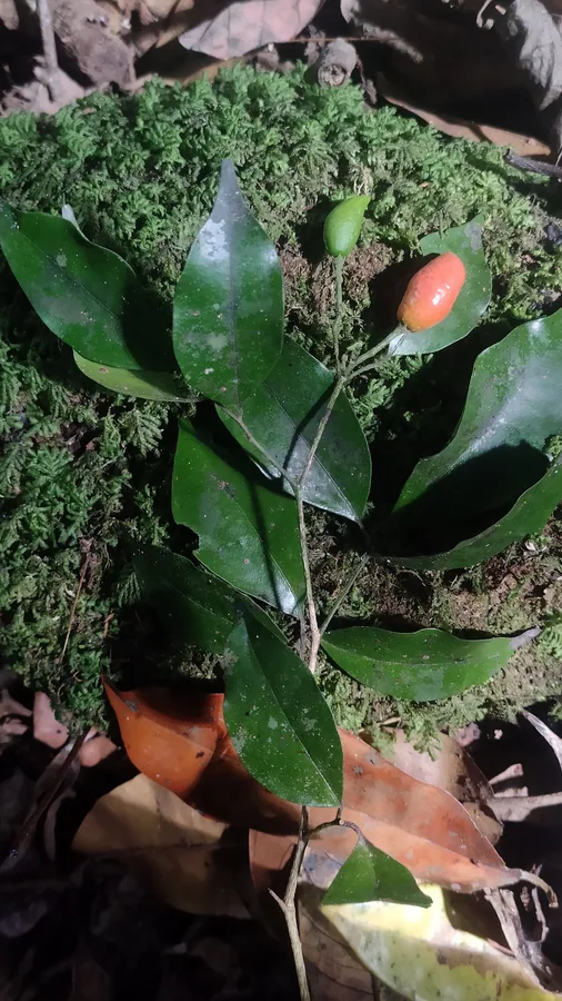 Orange Jasmine — Fruit / seed