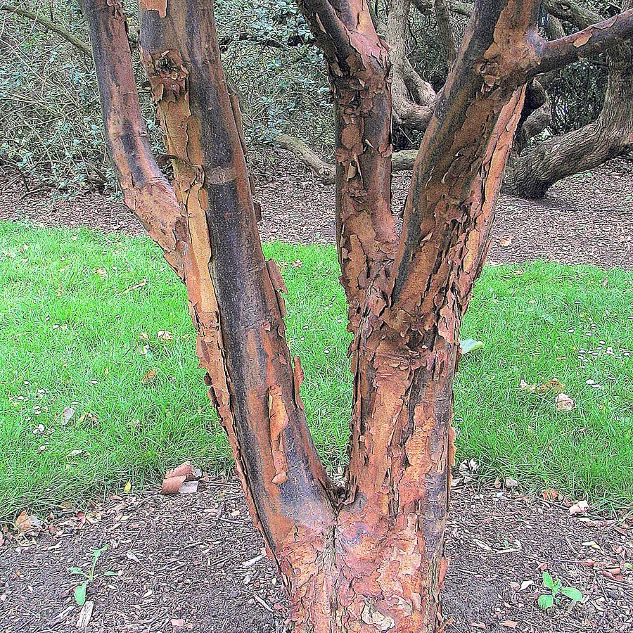 Paperbark Maple — Bark & trunk