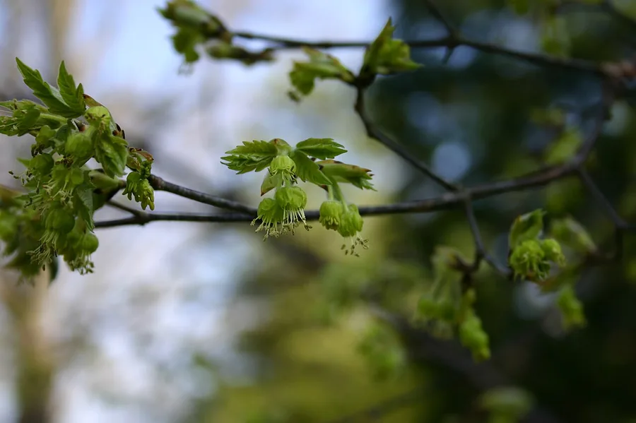 Paperbark Maple — Flower