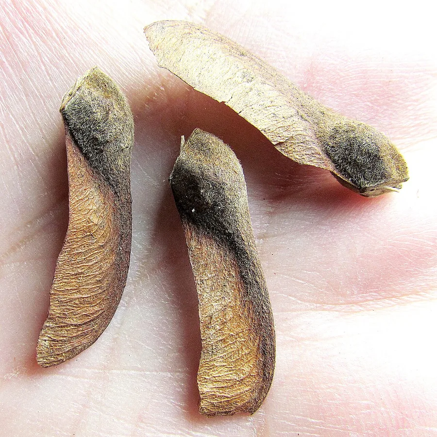 Paperbark Maple — Fruit / seed