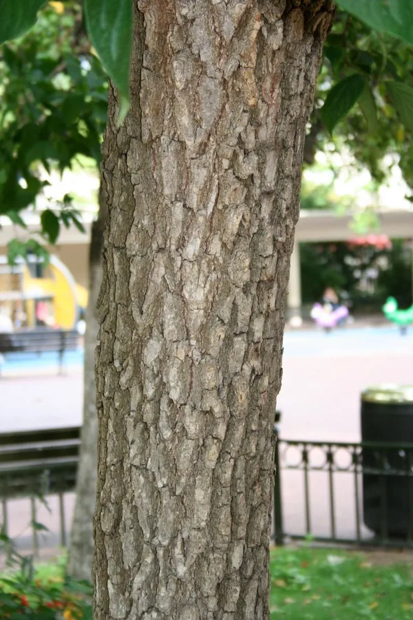 Persimmon — Bark & trunk
