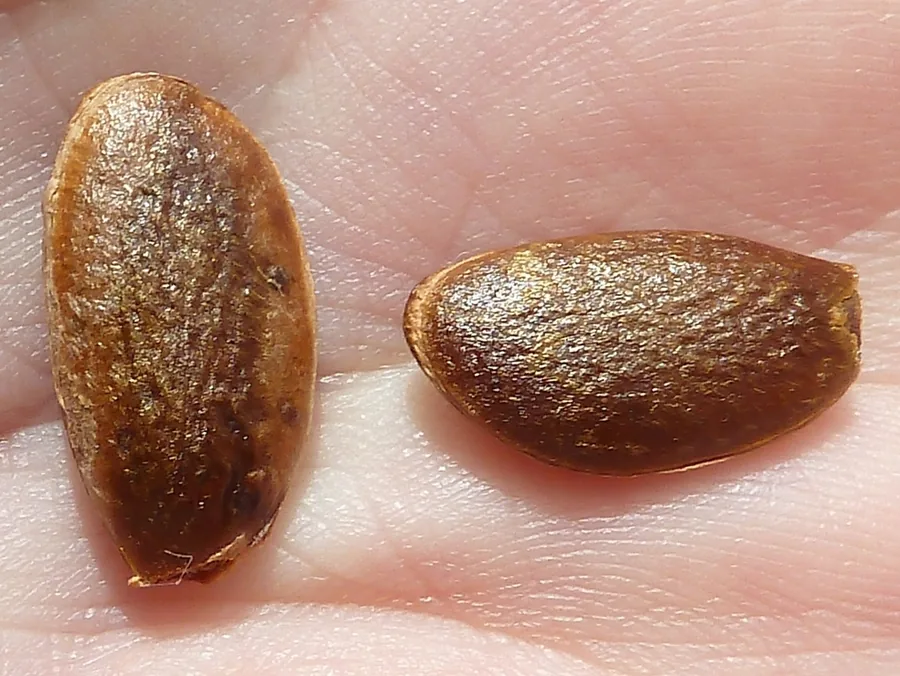 Persimmon — Fruit / seed