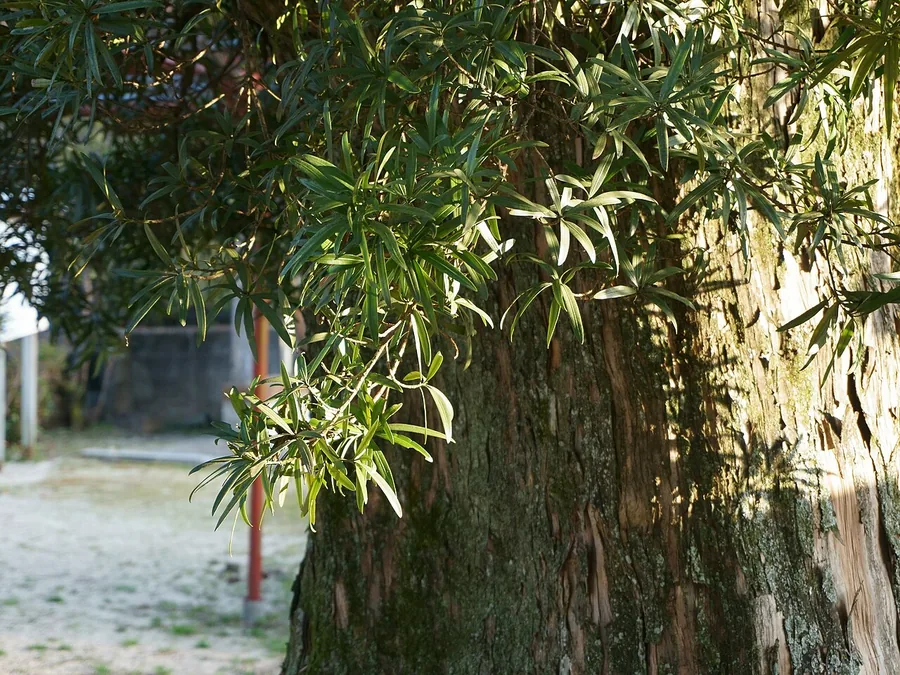 Buddhist Pine — Bark & trunk