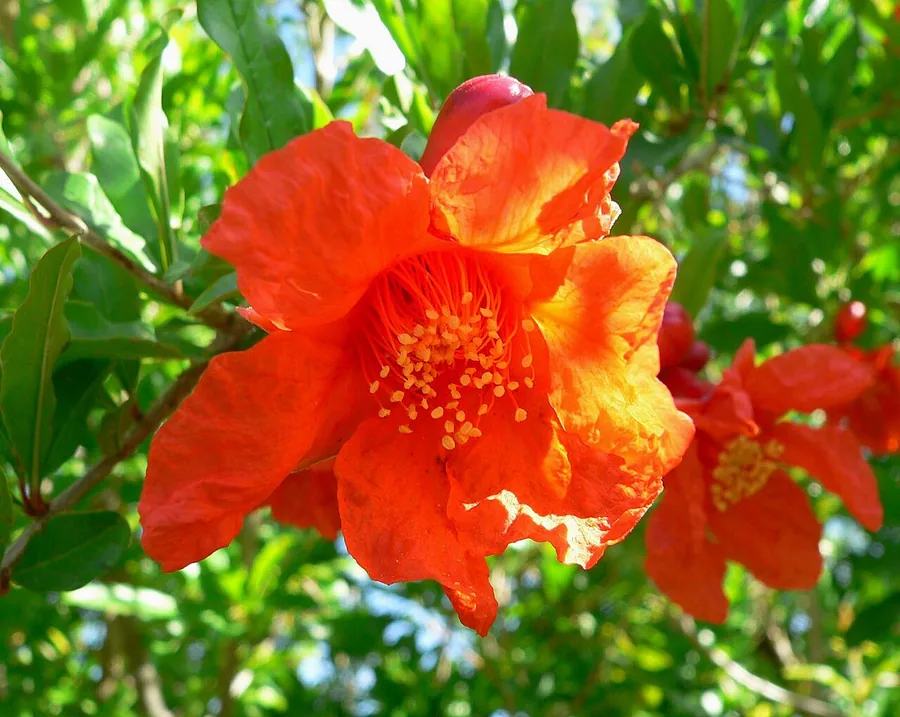 Pomegranate — Flower