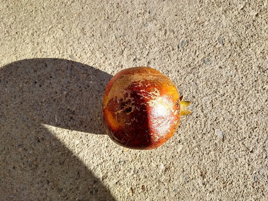 Pomegranate — Fruit / seed