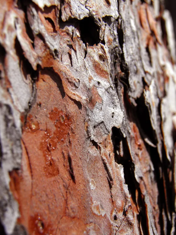 Ponderosa Pine — Bark & trunk