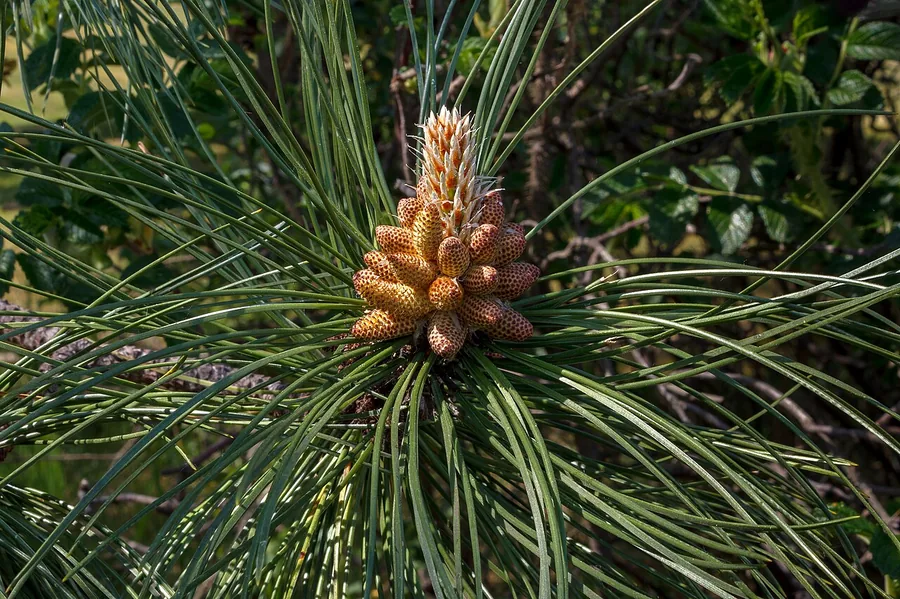 Ponderosa Pine — Cone