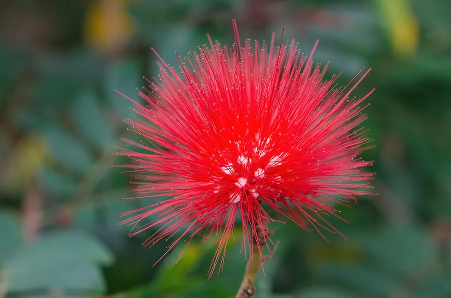 Powder Puff — Flower