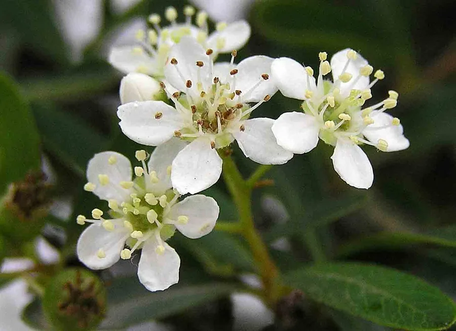 Pyracantha (Firethorn) — Flower