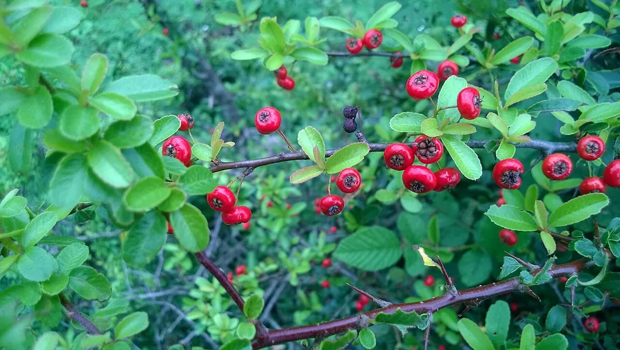 Pyracantha (Firethorn) — Fruit / seed