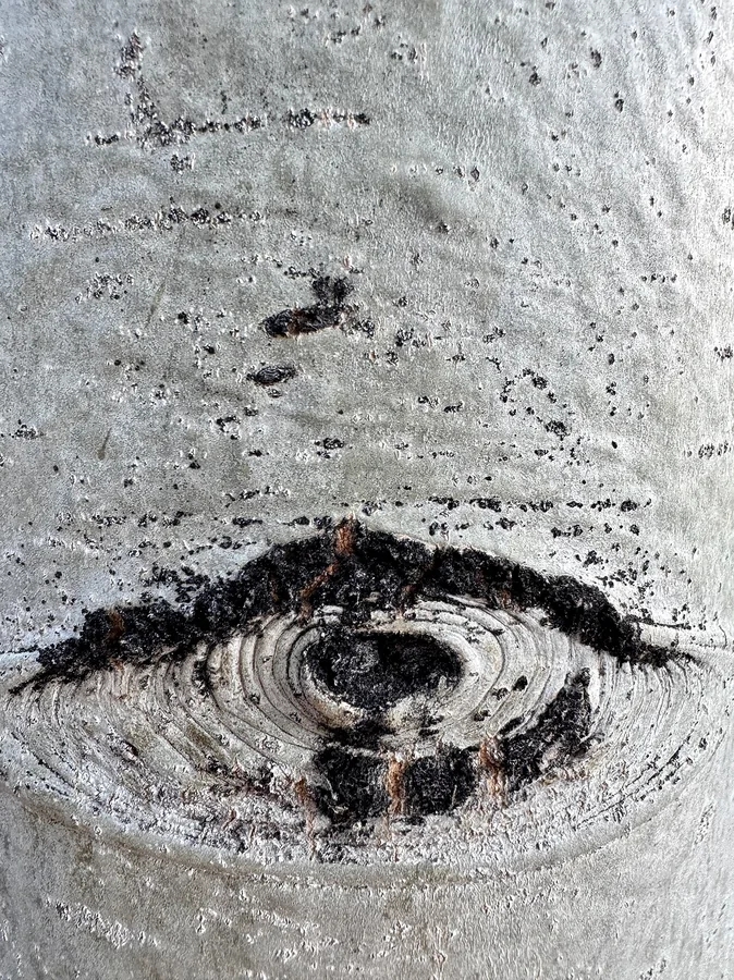 Quaking Aspen — Bark & trunk