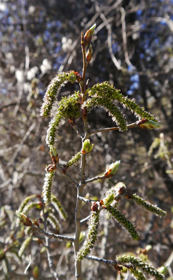 Quaking Aspen — Flower