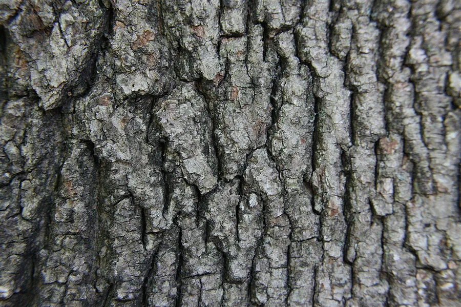 Red Maple — Bark & trunk