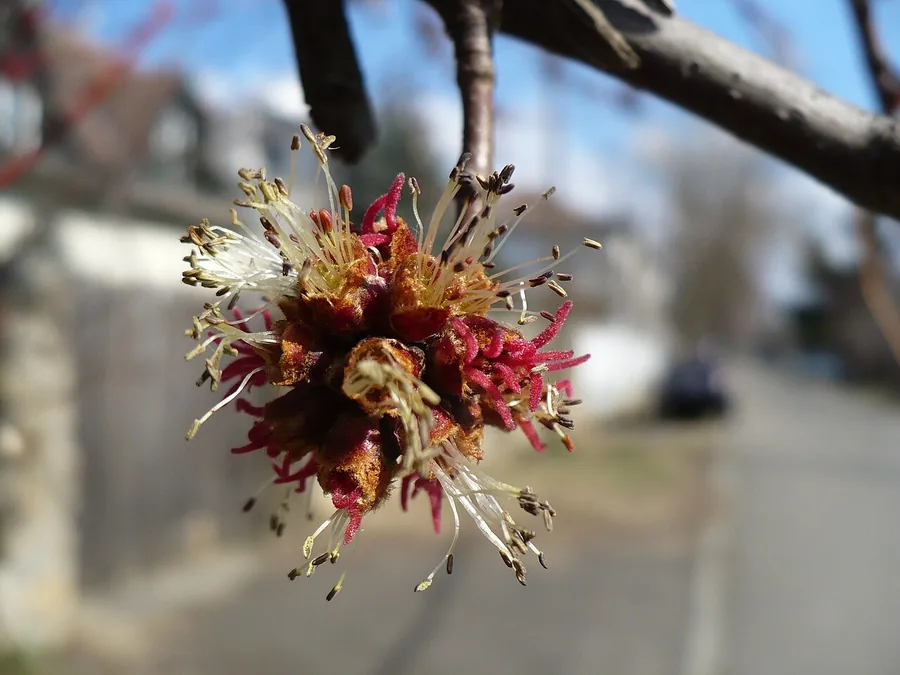 Red Maple — Flower