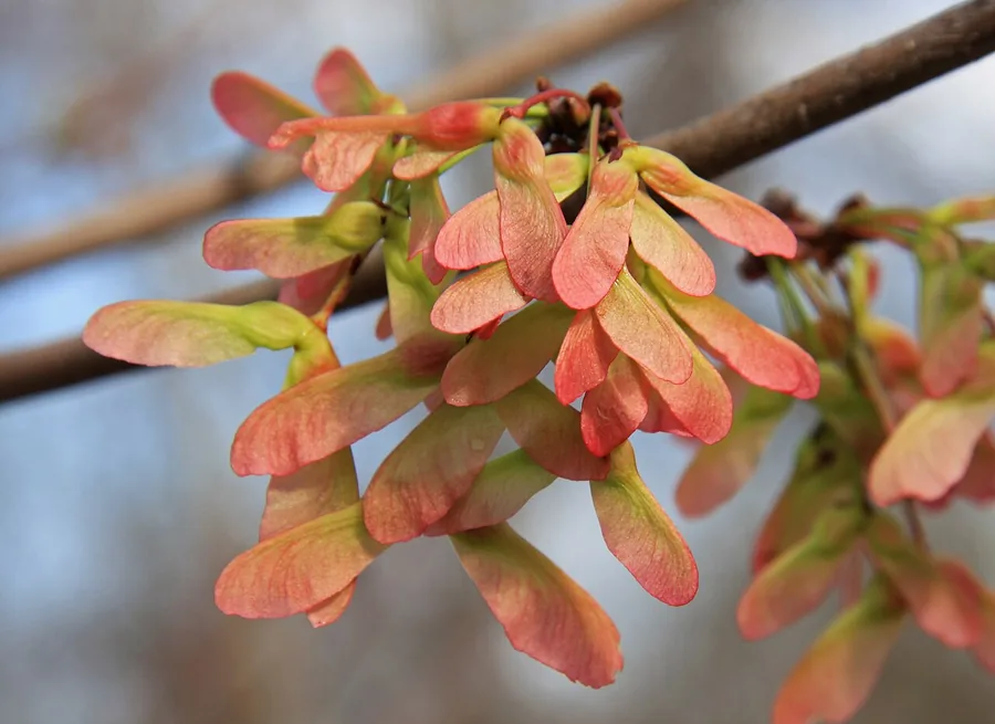 Red Maple — Fruit / seed