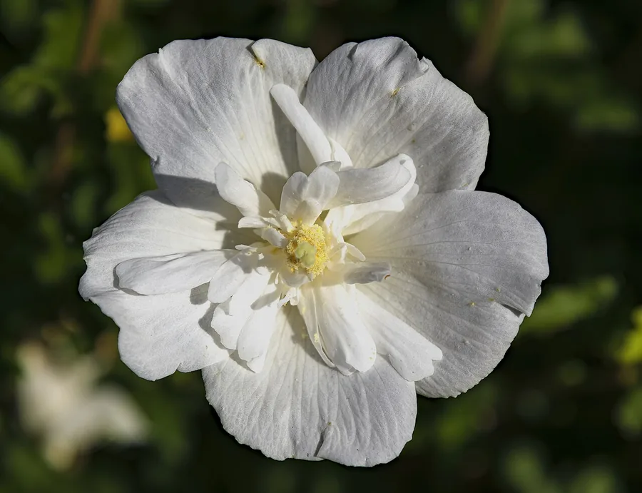 Rose of Sharon — Flower
