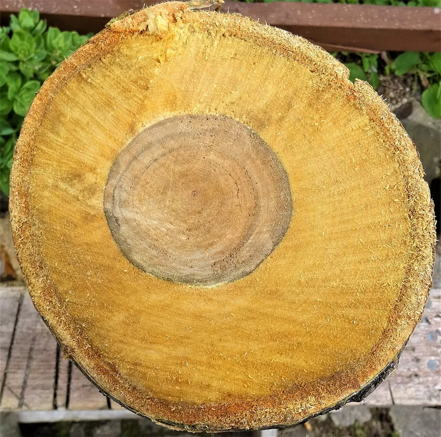 Rowan — Bark & trunk