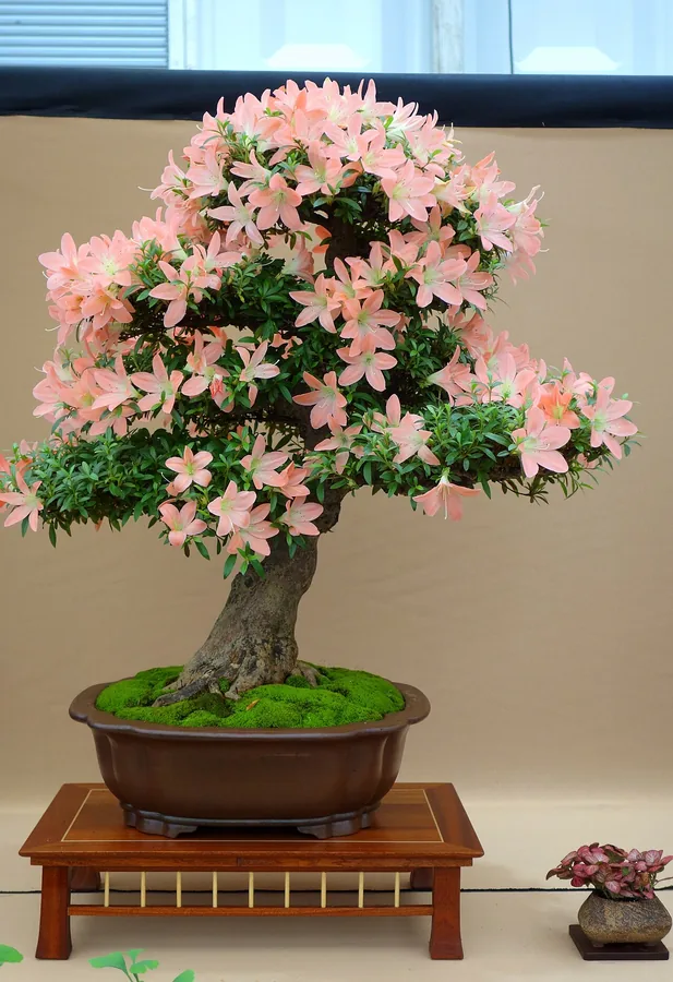 Satsuki Azalea — Flower