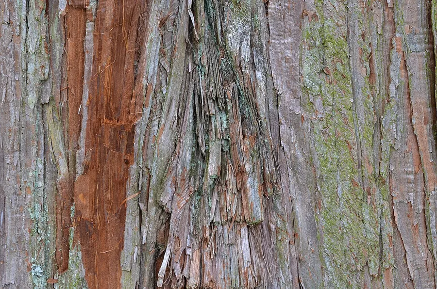 Sawara Cypress — Bark & trunk