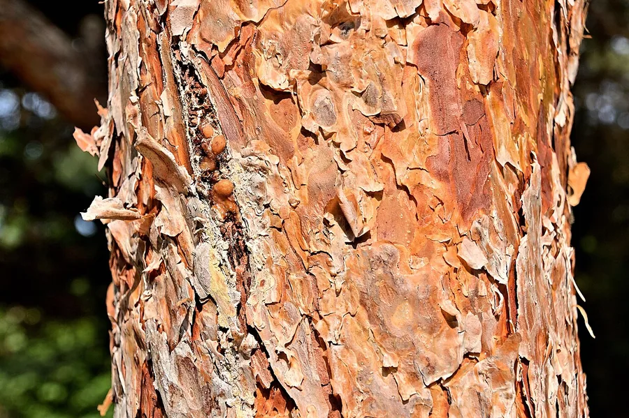 Scots Pine — Bark & trunk