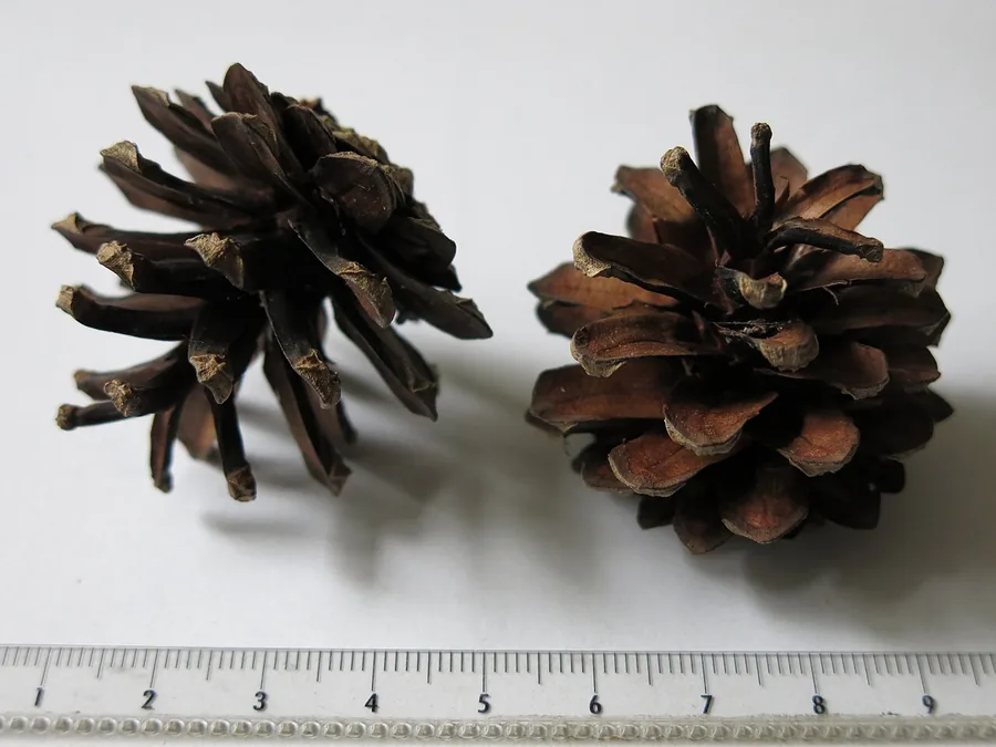 Scots Pine — Cone