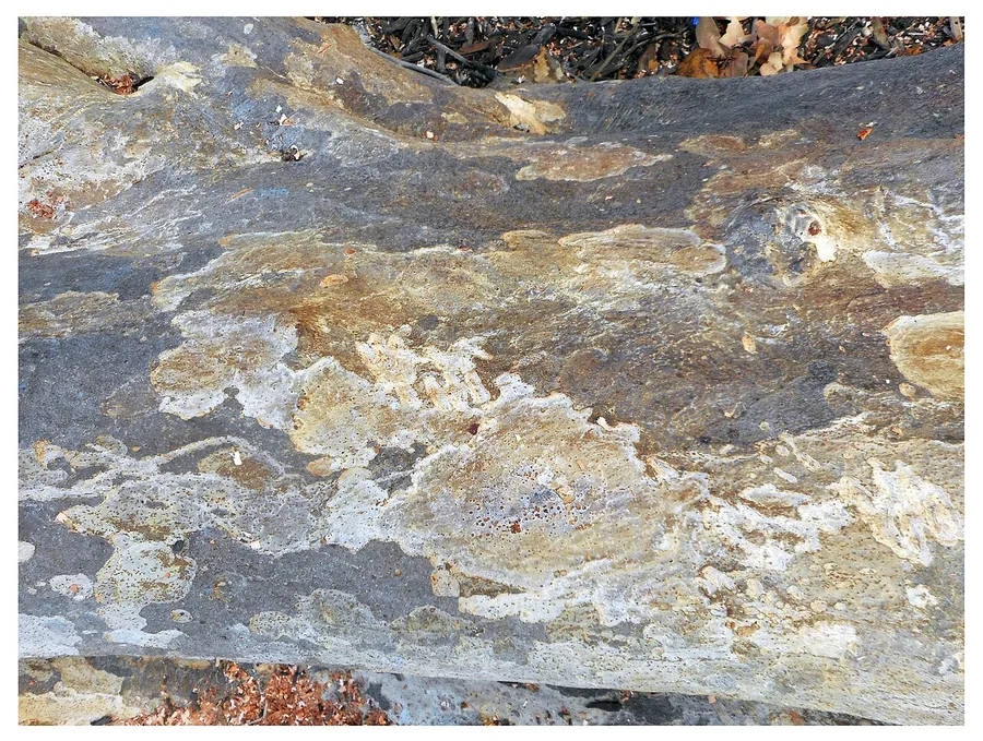 Sea Grape — Bark & trunk