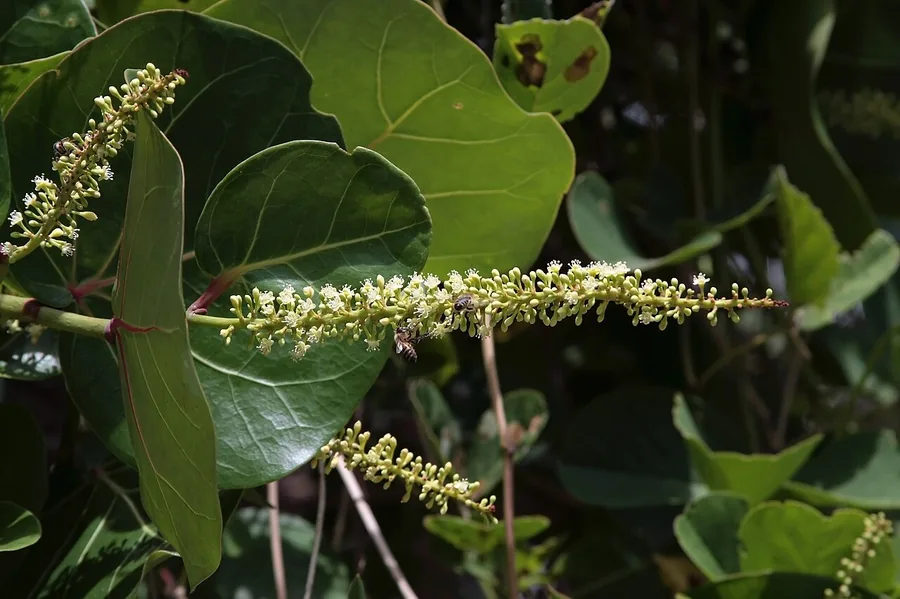 Sea Grape — Flower