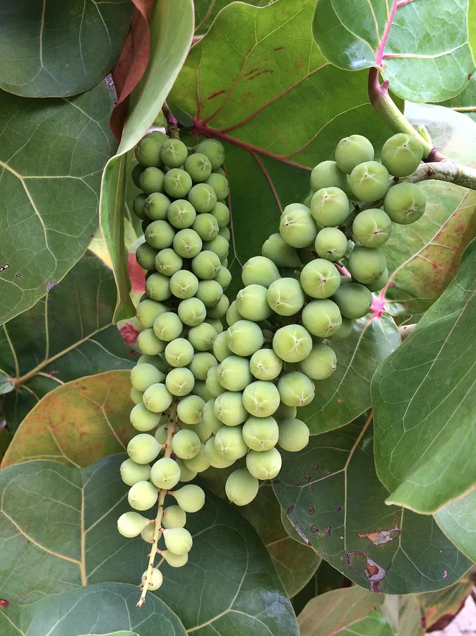 Sea Grape — Fruit / seed
