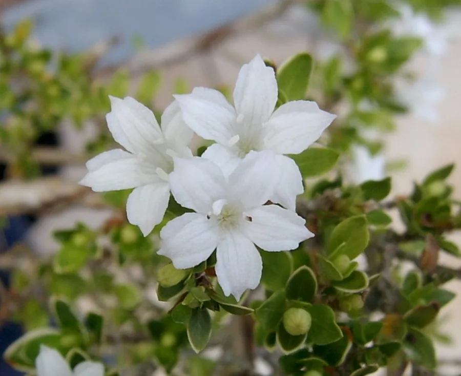 Serissa / Snow Rose — Flower