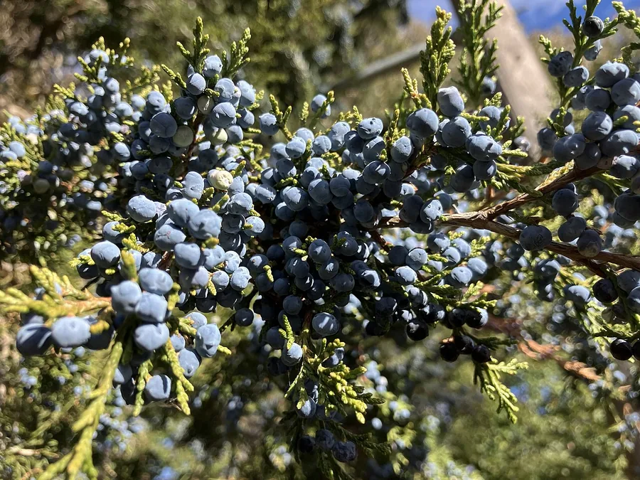 Shimpaku Juniper — Cone