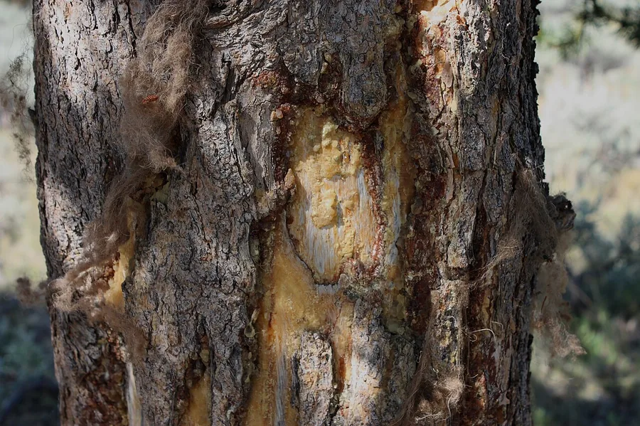 Shore Pine (Lodgepole) — Bark & trunk