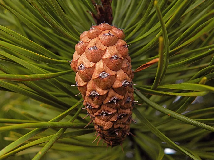Shore Pine (Lodgepole) — Cone